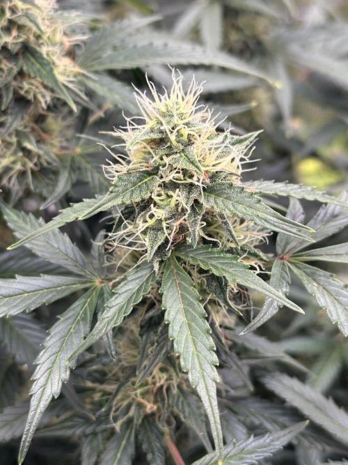 Black Rainbow Auto_Organic Homegrow. Week 12