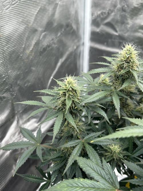 Black Rainbow Auto_Organic Homegrow. Week 12