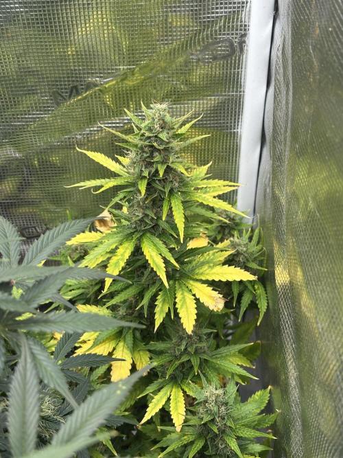 Black Rainbow Auto_Organic Homegrow. Week 12