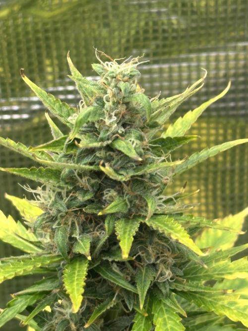 Black Rainbow Auto. Week 12