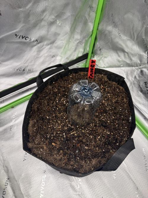 Tangie Auto // MX. Week 0