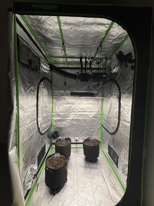 Tangie Auto // MX. Week 0