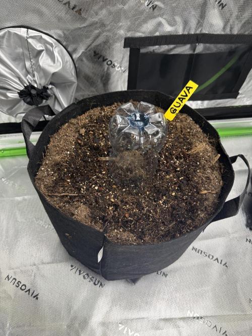 Guava Auto // MX. Week 0