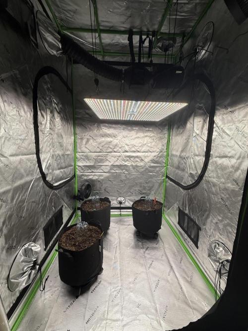 Guava Auto // MX. Week 0