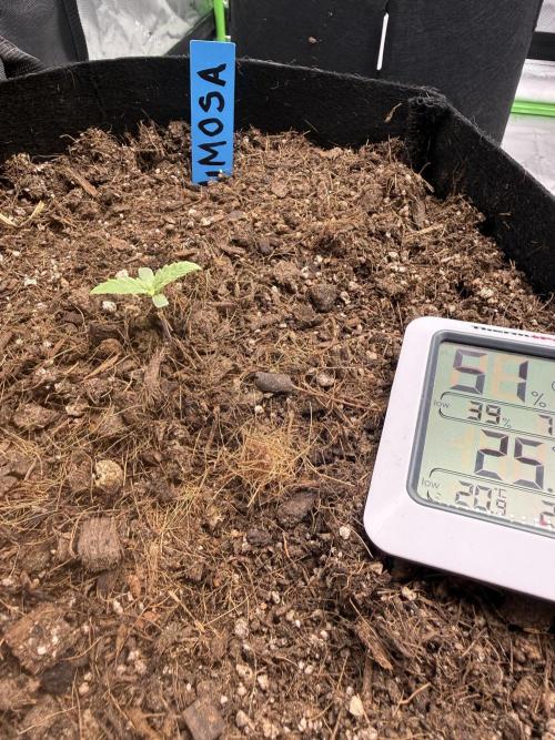 Mimosa Evo. Week 1