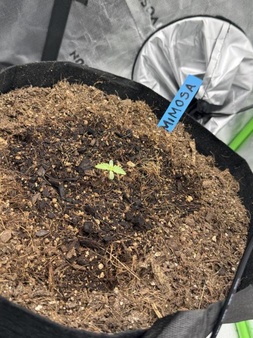 Mimosa EVO // MX. Week 1