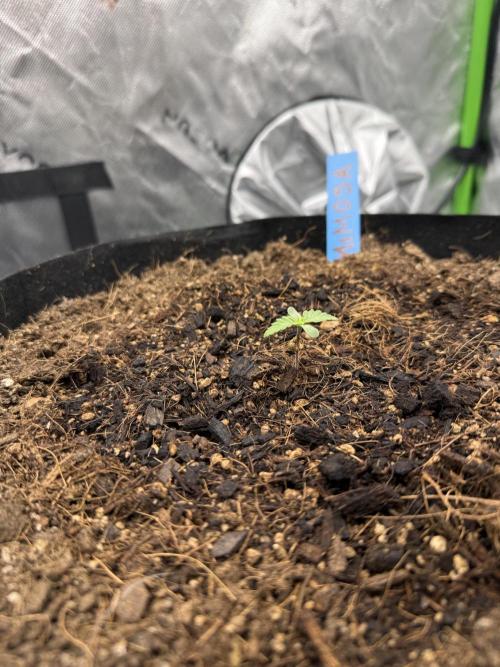 Mimosa EVO // MX. Week 1