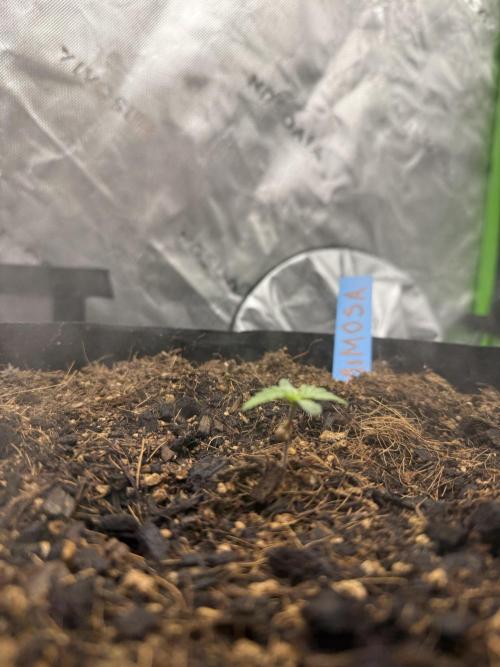 Mimosa EVO // MX. Week 1