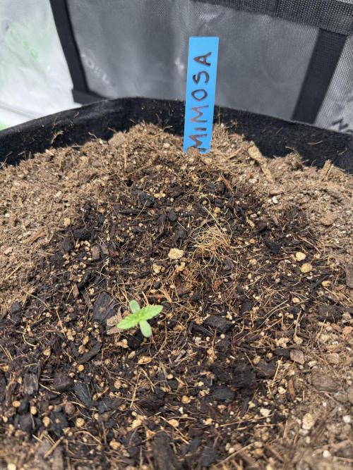 Mimosa EVO // MX. Week 1