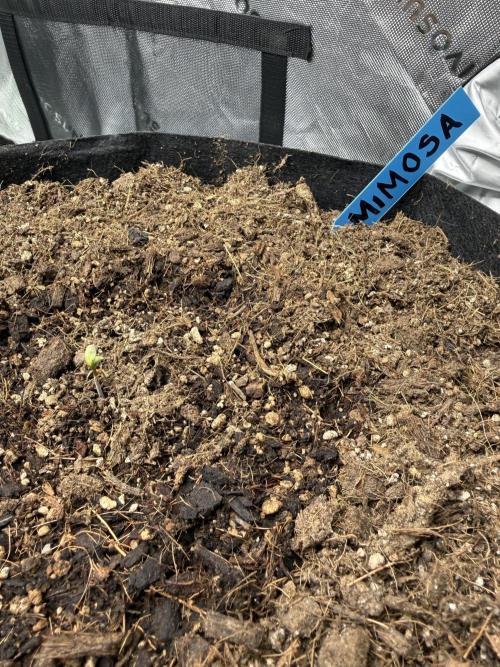 Mimosa EVO // MX. Week 1