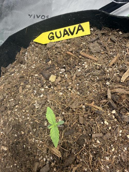 Guava Auto // MX. Week 1