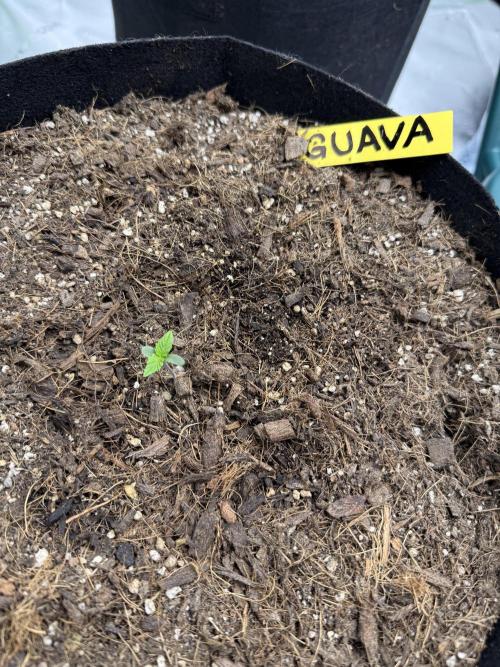Guava Auto. Week 1