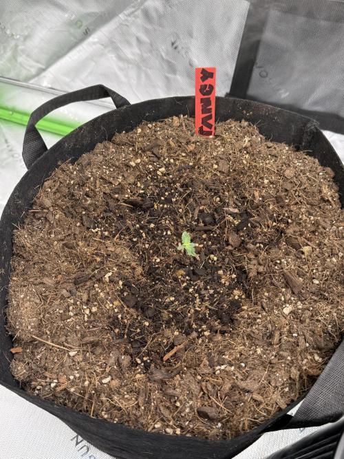 Tangie Auto // MX. Week 1