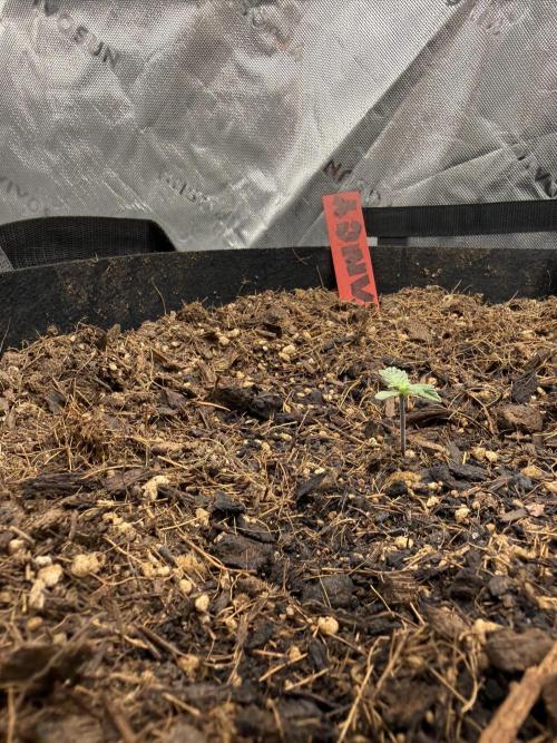 Tangie Auto // MX. Week 1