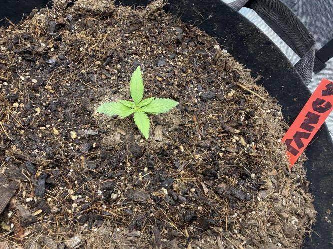 Tangie Auto // MX. Week 2