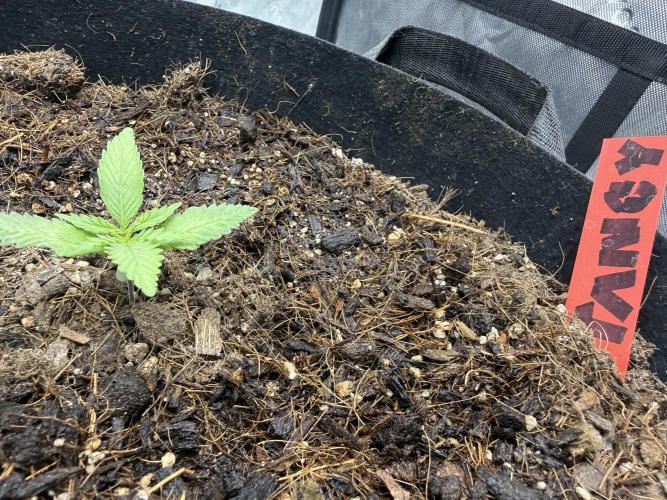 Tangie Auto // MX. Week 2