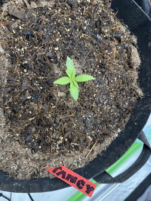 Tangie Auto // MX. Week 2