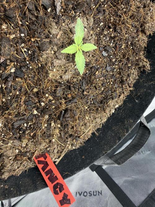 Tangie Auto // MX. Week 2