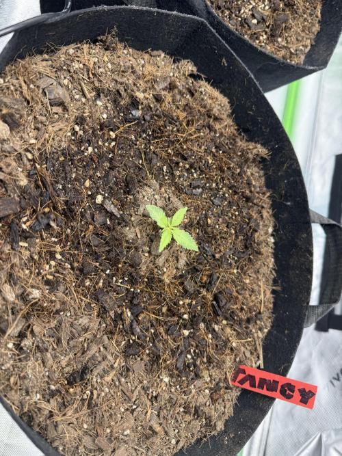 Tangie Auto // MX. Week 2