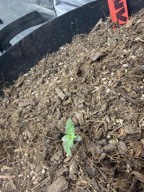 Tangie Auto. Week 2