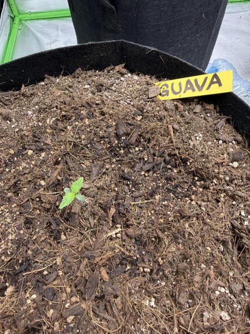 Guava Auto // MX. Week 2