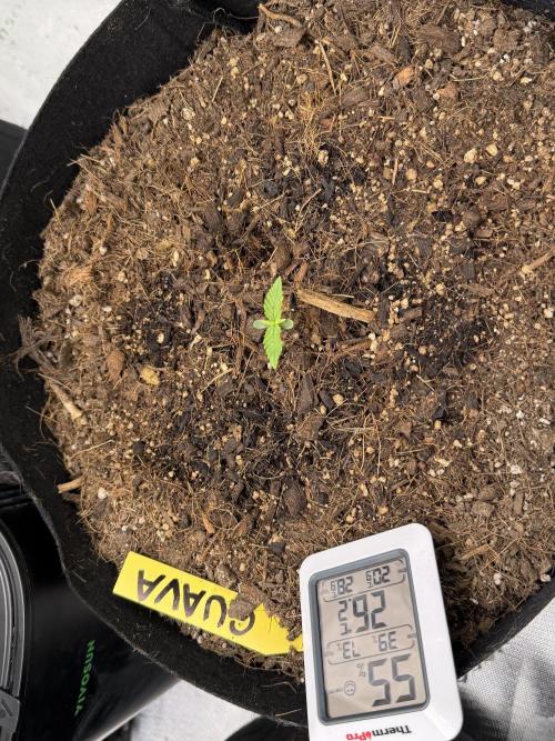 Guava Auto // MX. Week 2