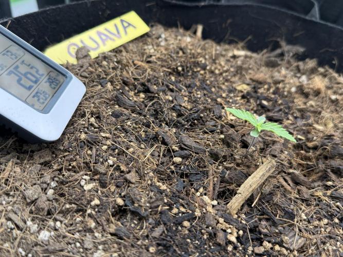 Guava Auto // MX. Week 2