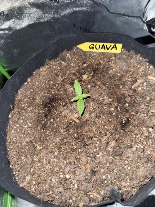 Guava Auto // MX. Week 2