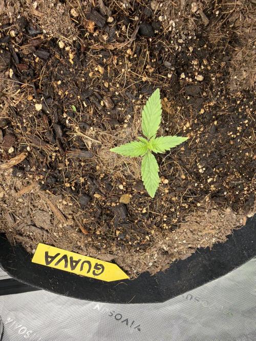 Guava Auto // MX. Week 2
