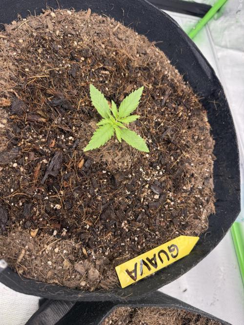 Guava Auto // MX. Week 2