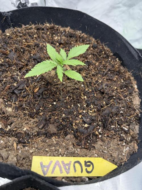 Guava Auto // MX. Week 2