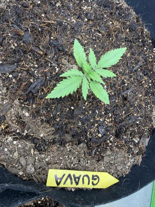 Guava Auto // MX. Week 2