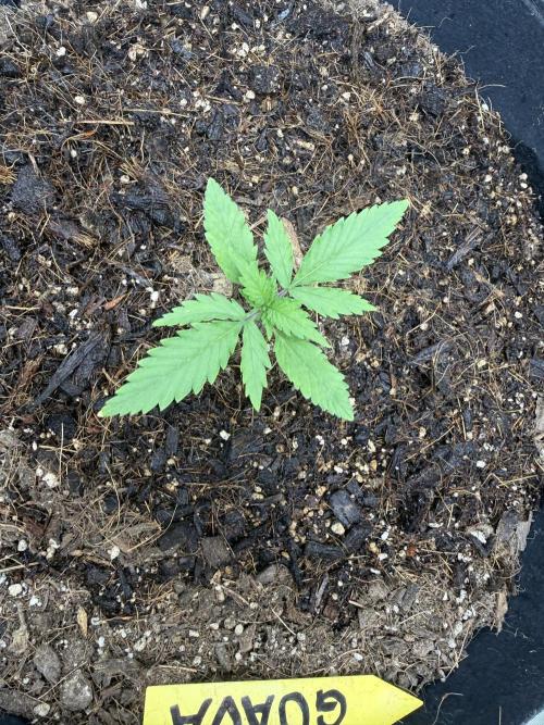 Guava Auto. Week 2