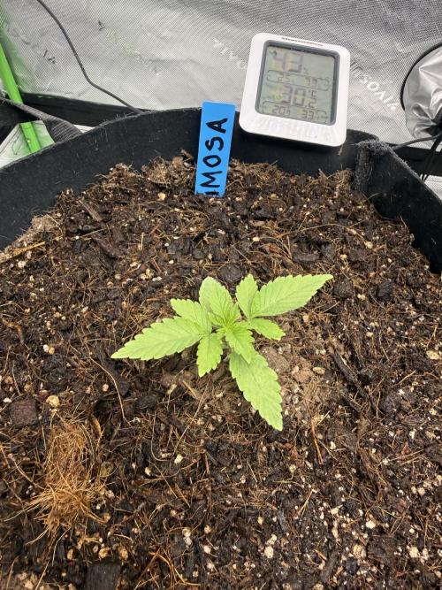 Mimosa EVO // MX. Week 2