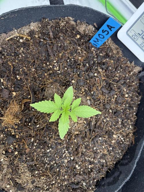Mimosa EVO // MX. Week 2