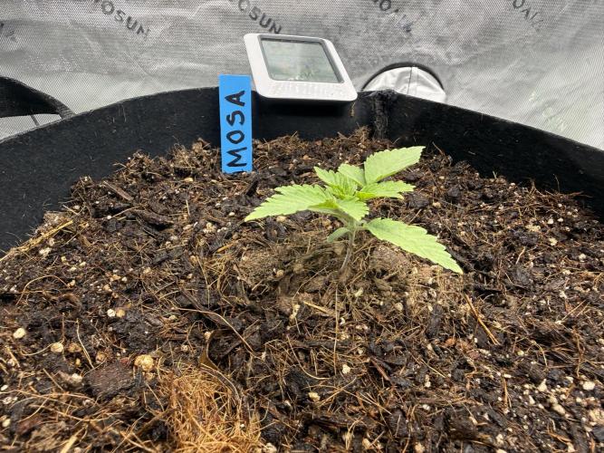 Mimosa EVO // MX. Week 2