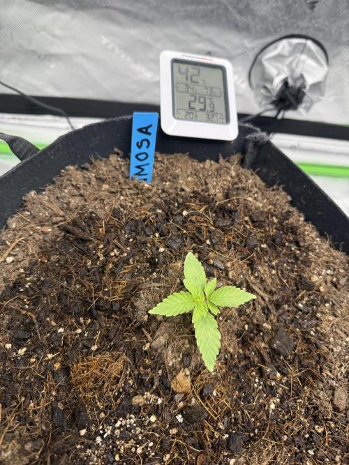 Mimosa EVO // MX. Week 2
