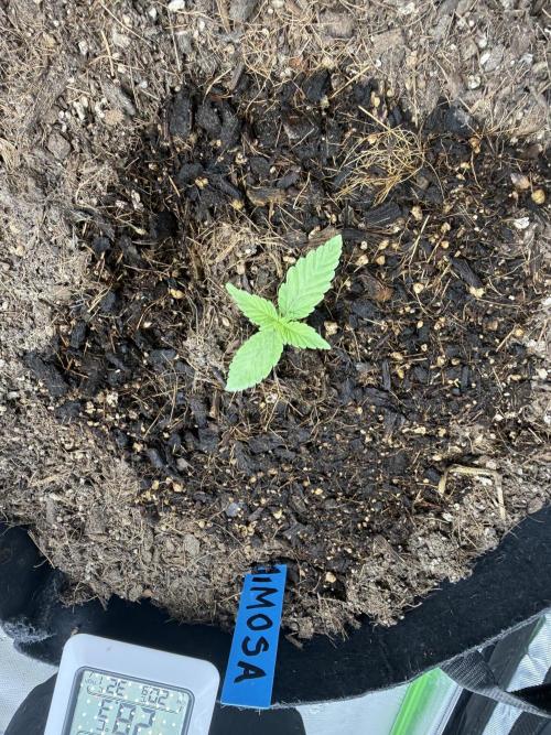 Mimosa EVO // MX. Week 2