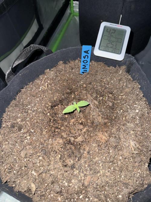 Mimosa EVO // MX. Week 2