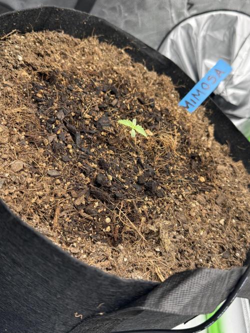 Mimosa EVO // MX. Week 2