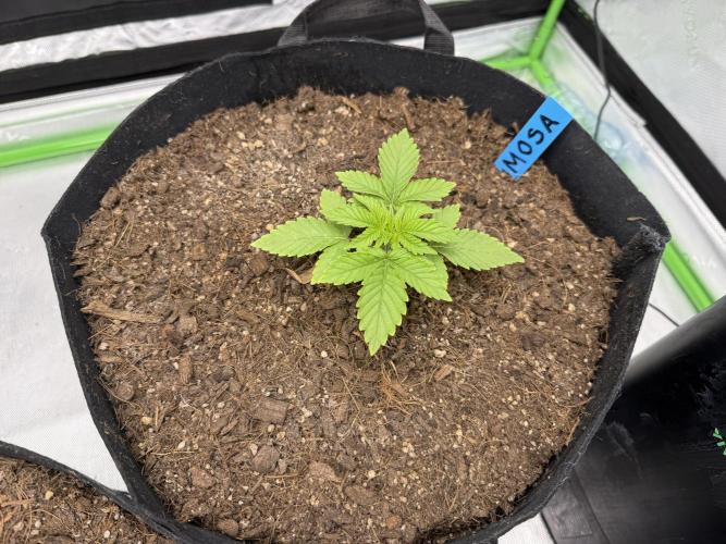 Mimosa EVO // MX. Week 3