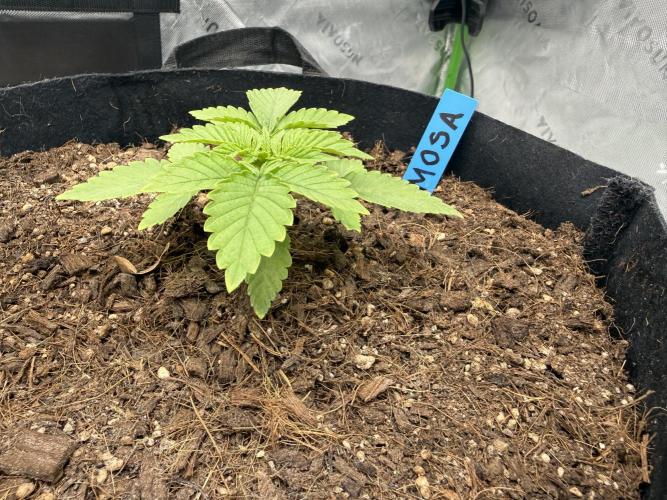Mimosa EVO // MX. Week 3