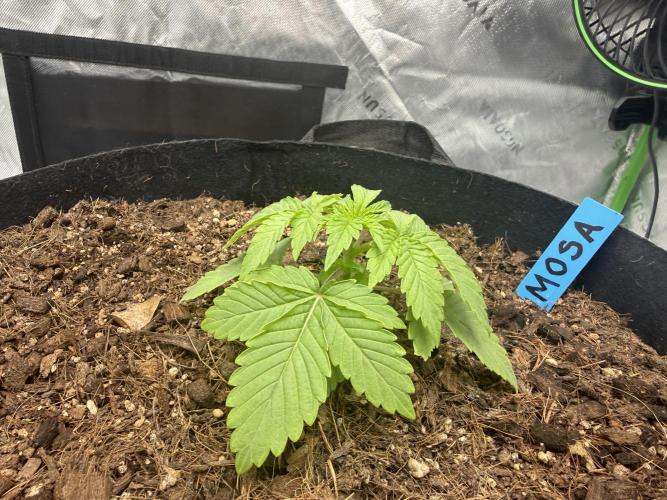 Mimosa EVO // MX. Week 3