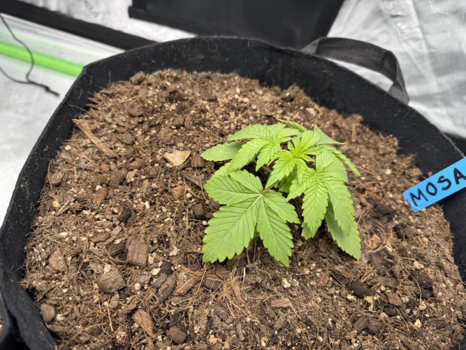 Mimosa EVO // MX. Week 3