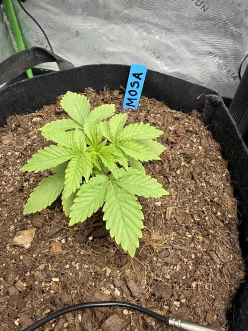 Mimosa EVO // MX. Week 3