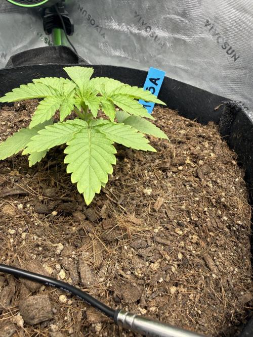 Mimosa EVO // MX. Week 3