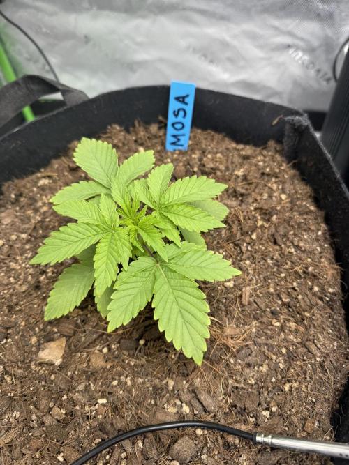 Mimosa Evo. Week 3