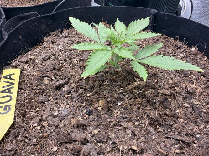Guava Auto // MX. Week 3