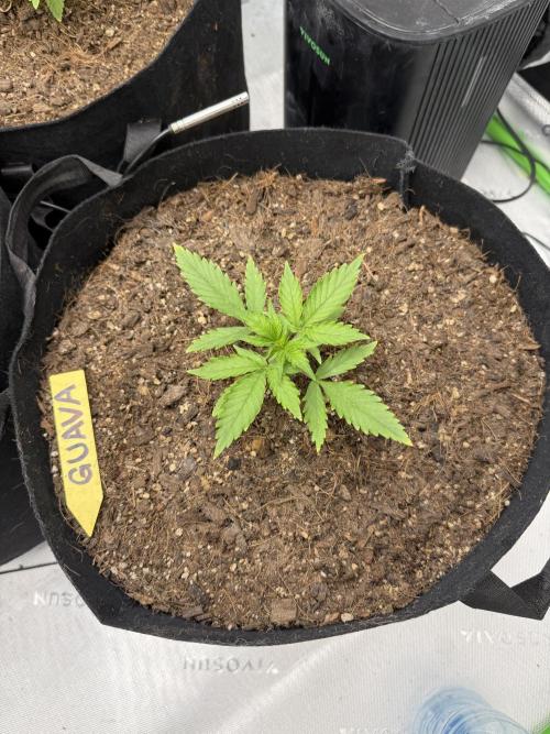 Guava Auto // MX. Week 3