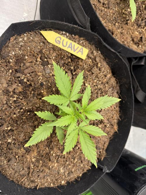 Guava Auto // MX. Week 3